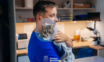 44 de animale salvate într-o singură lună! Programul gratuit din Timișoara începe să schimbe destine